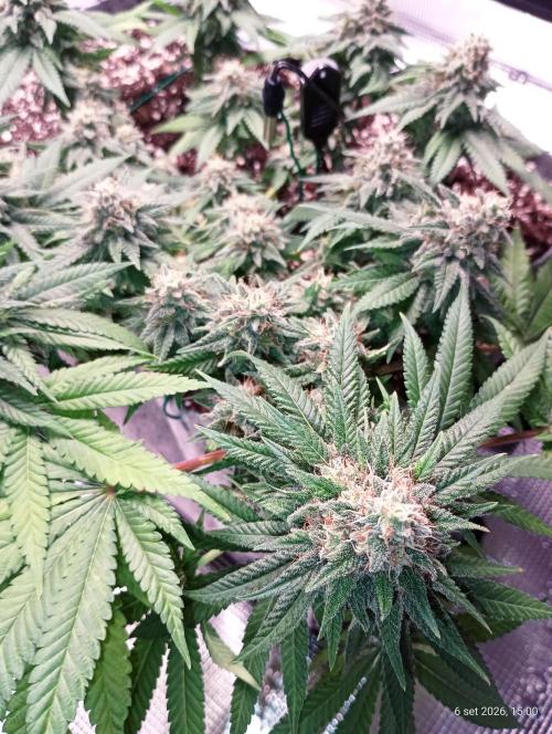 Mendo Breath B'F. Week 16