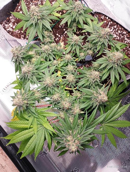 Mendo Breath B'F. Week 16