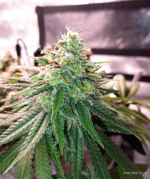 Mendo Breath. Week 16