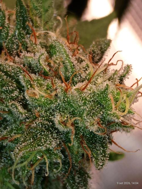 Mendo Breath. Week 16