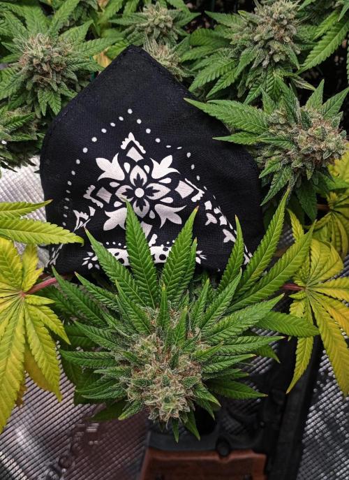 Mendo Breath B'F. Week 17