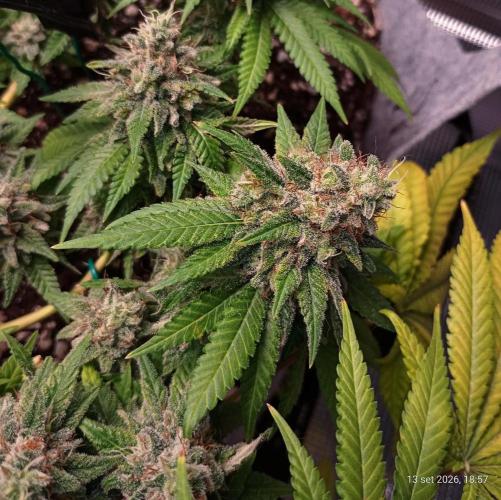 Mendo Breath B'F. Week 17