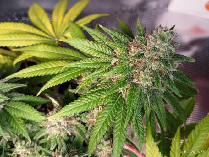Mendo Breath B'F. Week 17