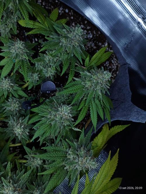 Mendo Breath B'F. Week 17