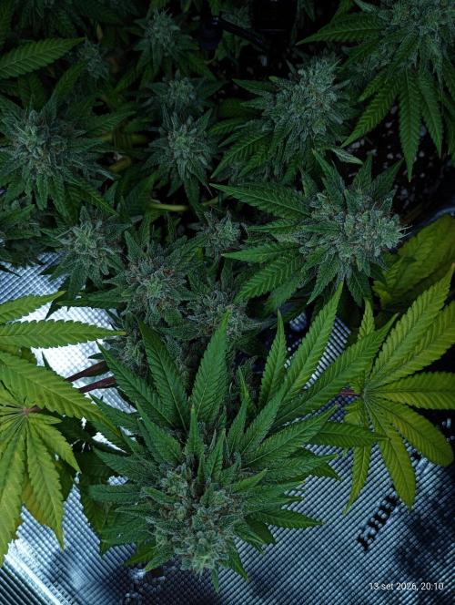 Mendo Breath B'F. Week 17