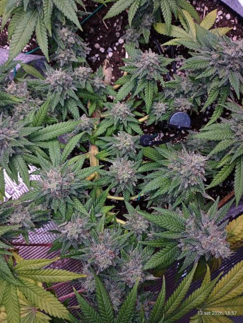 Mendo Breath B'F. Week 17