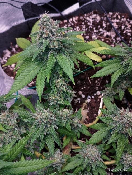 Mendo Breath B'F. Week 17