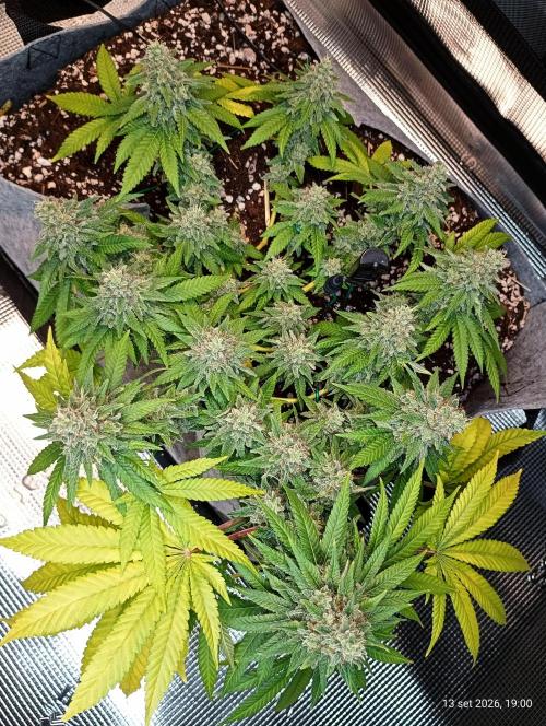 Mendo Breath B'F. Week 17