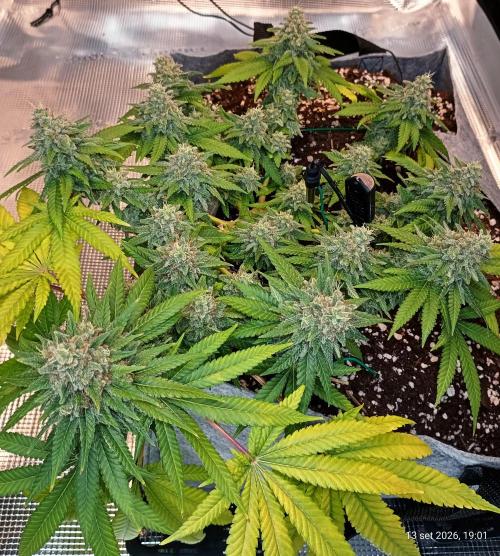 Mendo Breath B'F. Week 17