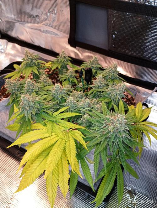 Mendo Breath. Week 17