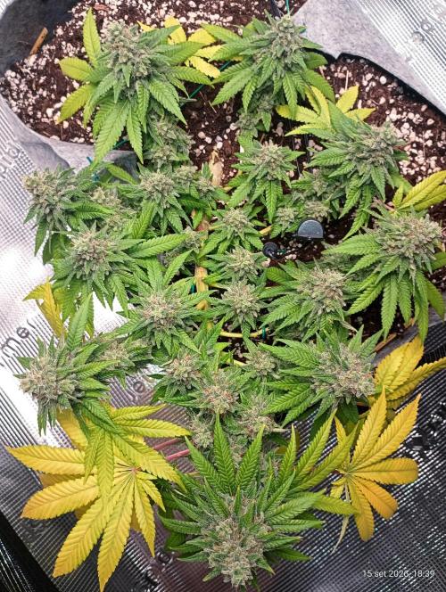 Mendo Breath B'F. Week 17