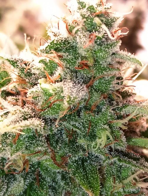 Mendo Breath B'F. Week 17