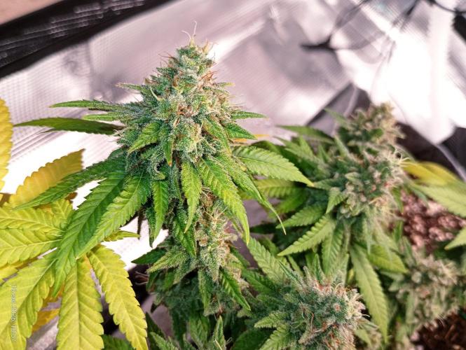 Mendo Breath B'F. Week 17