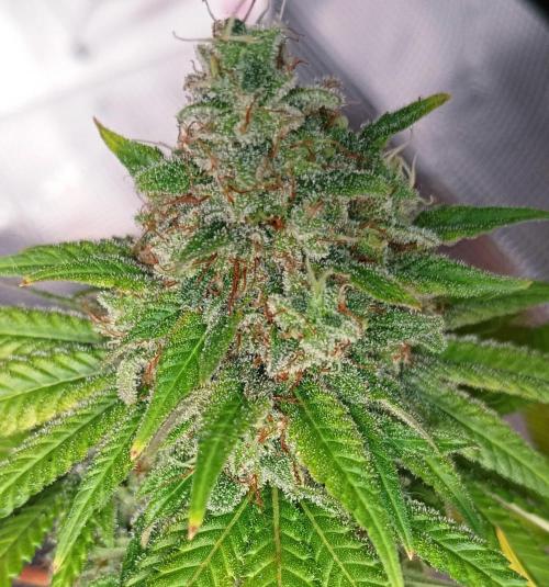 Mendo Breath B'F. Week 17
