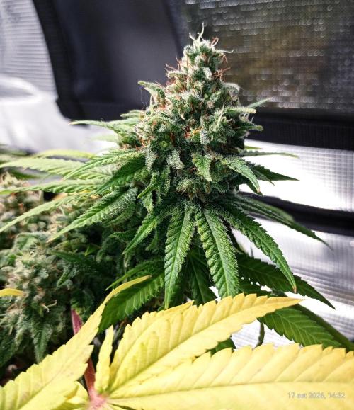 Mendo Breath B'F. Week 17