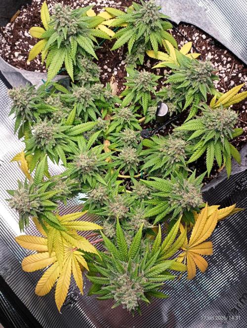 Mendo Breath B'F. Week 17