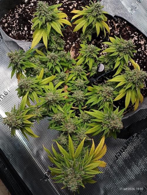 Mendo Breath B'F. Week 18