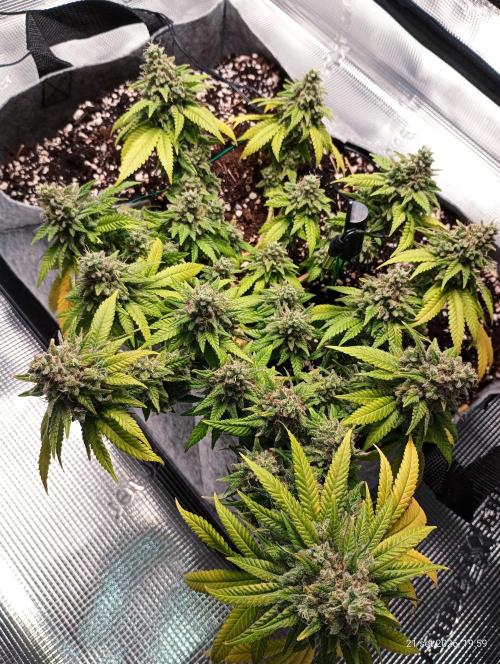 Mendo Breath B'F. Week 18