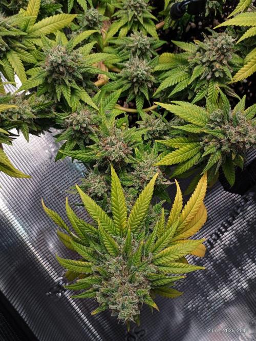 Mendo Breath B'F. Week 18