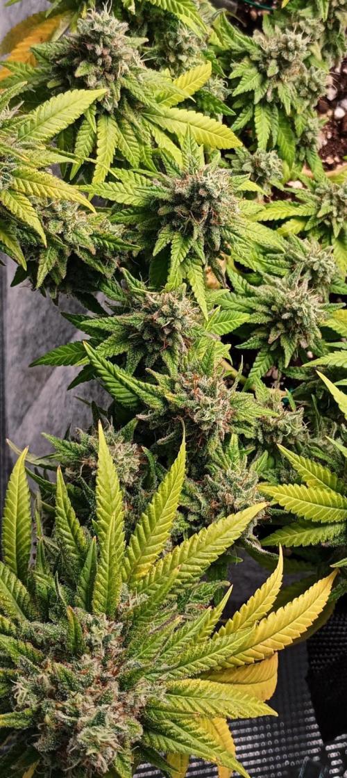 Mendo Breath B'F. Week 18