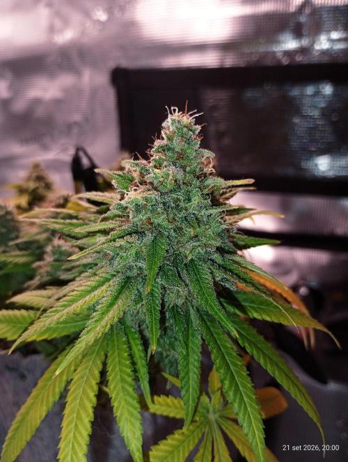 Mendo Breath B'F. Week 18