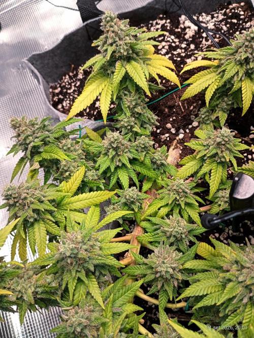 Mendo Breath B'F. Week 18