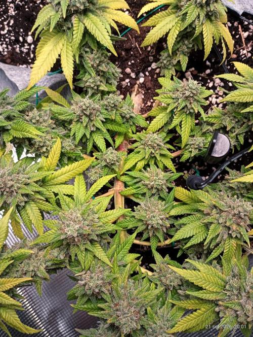 Mendo Breath B'F. Week 18