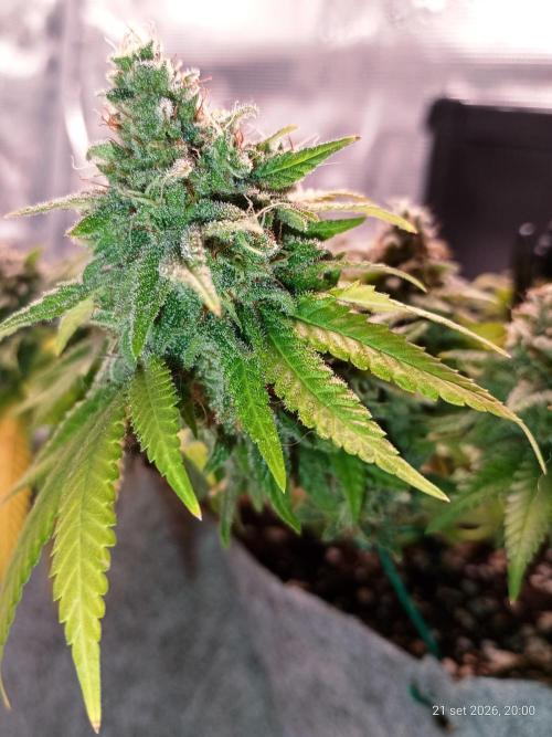 Mendo Breath B'F. Week 18