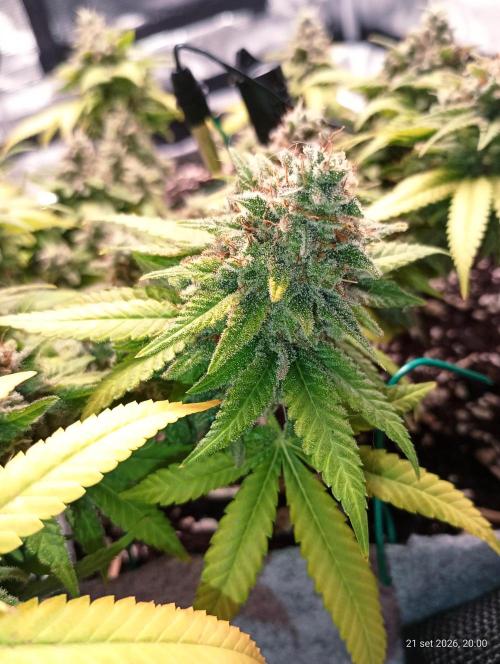 Mendo Breath B'F. Week 18