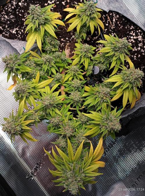 Mendo Breath B'F. Week 18