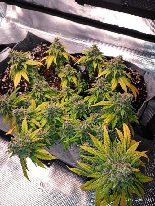 Mendo Breath B'F. Week 18