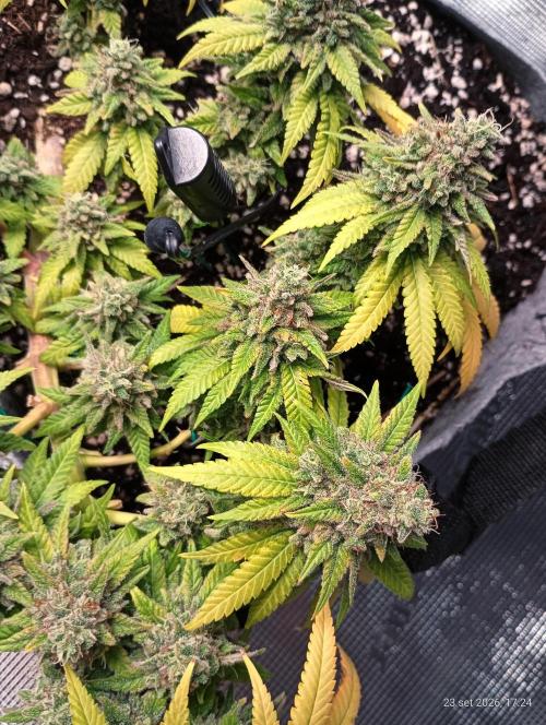 Mendo Breath B'F. Week 18