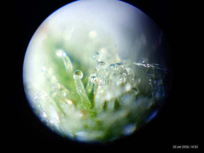 Mendo Breath B'F. Week 18