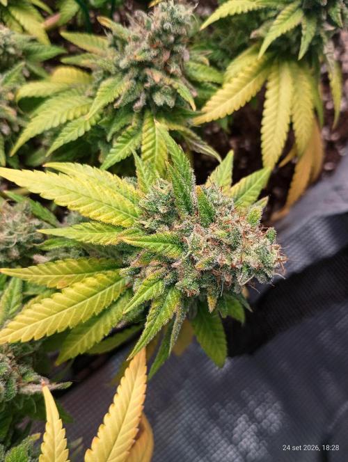 Mendo Breath B'F. Week 18