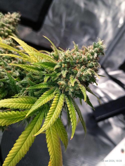 Mendo Breath. Week 18