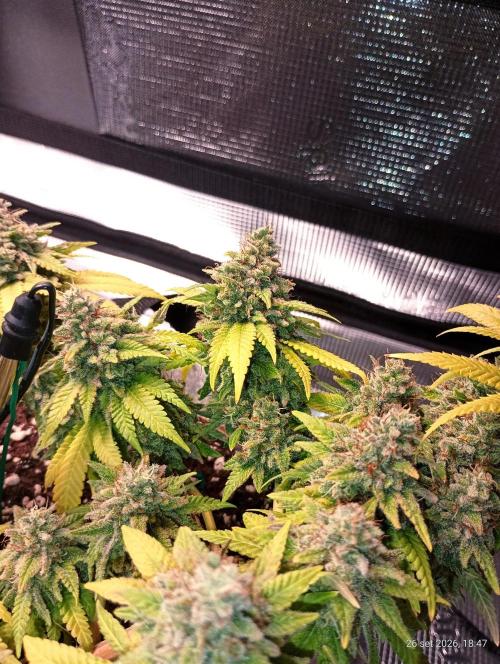 Mendo Breath B'F. Week 19
