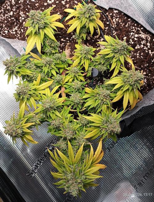 Mendo Breath B'F. Week 19