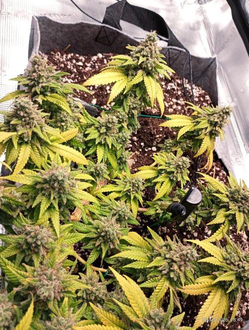 Mendo Breath B'F. Week 19