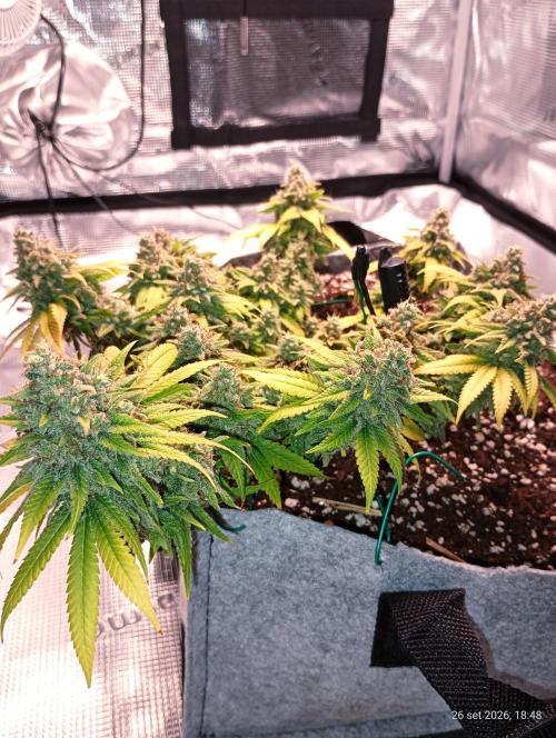 Mendo Breath B'F. Week 19