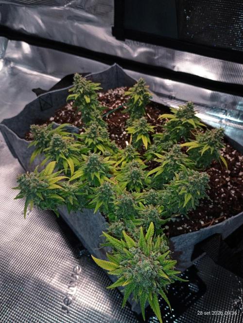 Mendo Breath B'F. Week 19