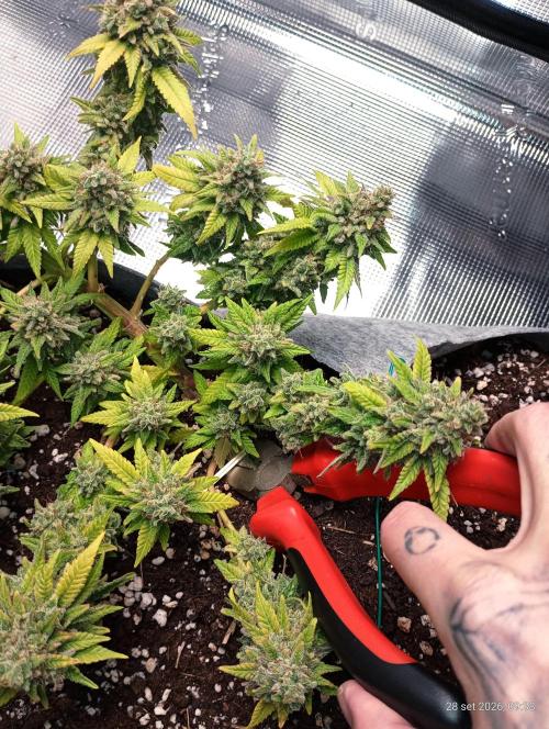 Mendo Breath B'F. Week 19