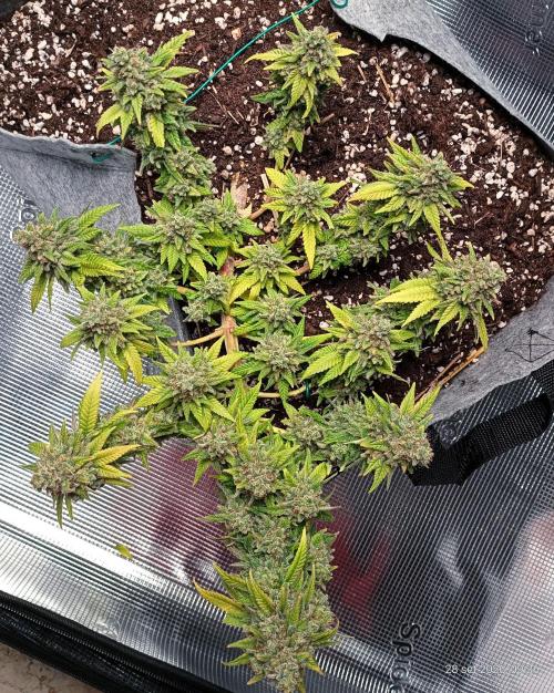 Mendo Breath B'F. Week 19