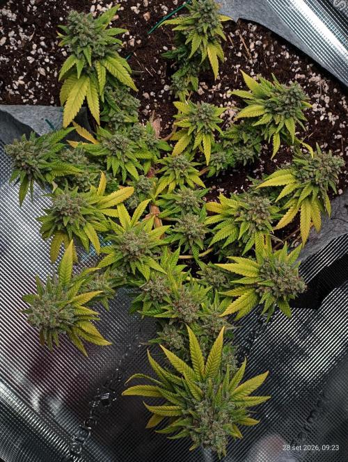 Mendo Breath B'F. Week 19