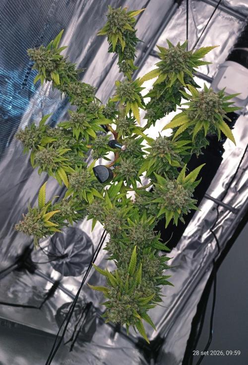 Mendo Breath B'F. Week 19