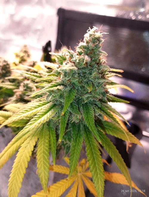 Mendo Breath B'F. Week 19