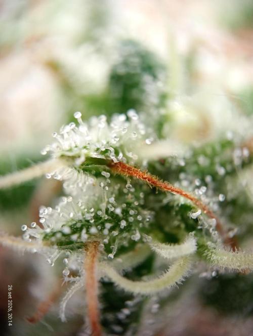 Mendo Breath B'F. Week 19