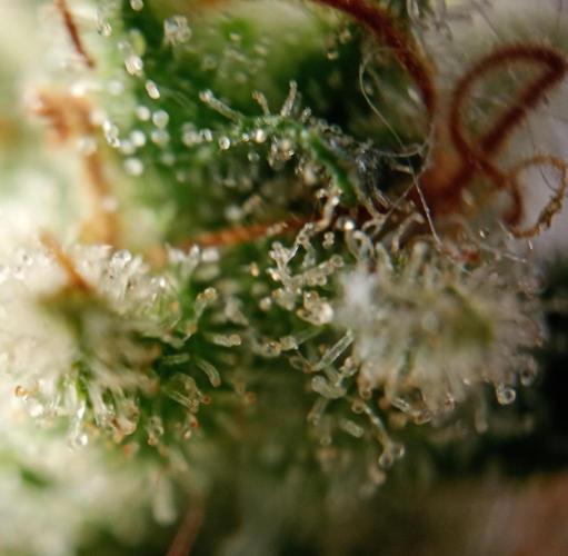 Mendo Breath B'F. Week 19