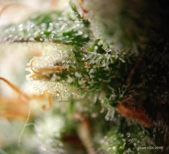 Mendo Breath B'F. Week 19