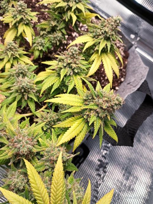 Mendo Breath B'F. Week 19