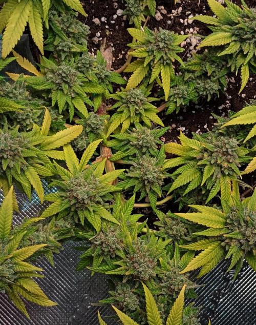 Mendo Breath B'F. Week 19